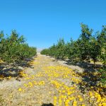 Pagar por los limones que no se recogen en el campo
