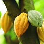 Nuevo atlas genético del cacao