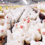 Inversores luchan contra las bacterias resistentes a los antibióticos