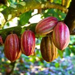 El futuro del cacao de cultivo celular
