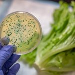 Aumentan la contaminación por Salmonella en frutas y verduras