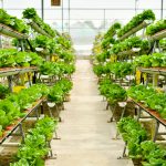 Agricultura vertical