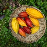 El EUDR se retrasa un año