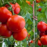 Metales pesados en los cultivos de tomates