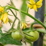 Proteger el suministro de tomates ante la inestabilidad climática
