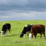 Valor del bienestar animal para los consumidores