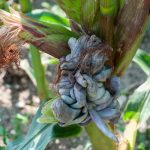 Huitlacoche o cuitlacoche