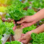 Agricultura más eficiente y sostenible