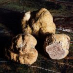 Tuber canirevelatum