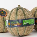 Melón Cavaillon