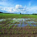 Cambio climático y su impacto en los cultivos del mundo