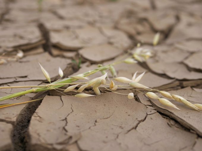 Sequia extrema y rendimiento de los cultivos