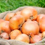 IPOD de febrero de 2025