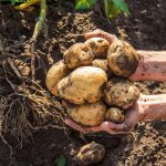 Mejora de la variedad de patata Maris Piper