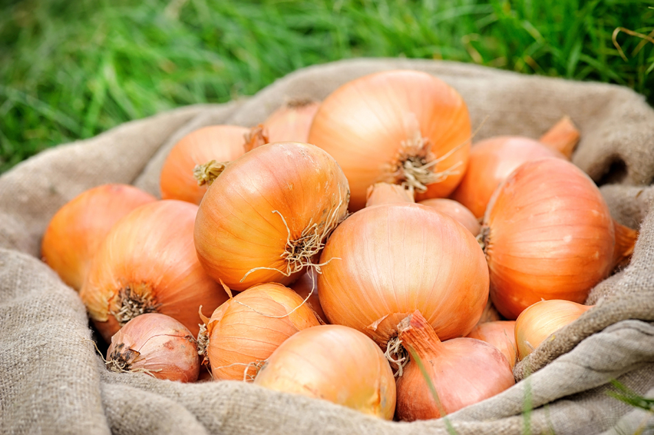 IPOD de febrero de 2025