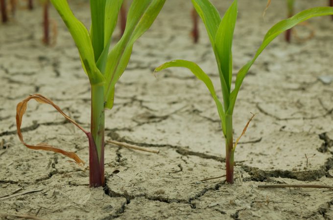 Riesgos para la seguridad alimentaria mundial