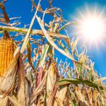 Cultivos del mundo en riesgo por el cambio climático