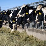 Pérdidas causadas por la gripe aviar H5N1 en la producción lechera