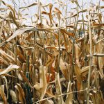 rendimiento de los cultivos por el cambio climático