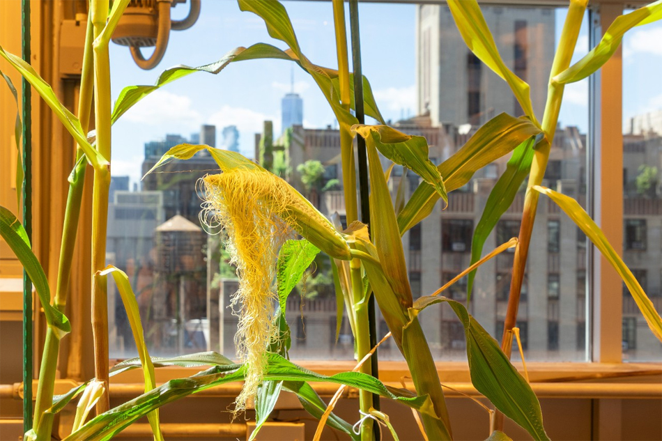 Inteligencia artificial y mejora genética