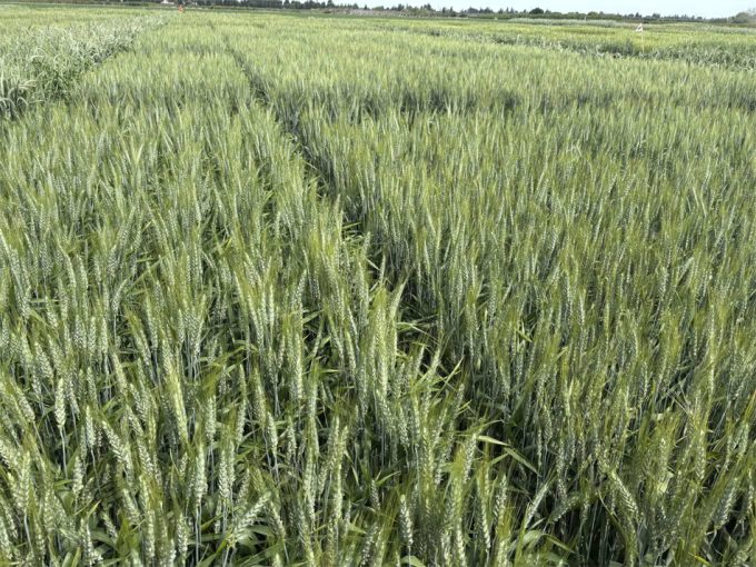 Nueva variedad de trigo para celiacos 