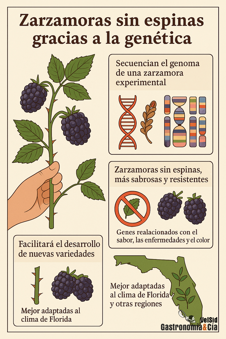 Infografía zarzamoras sin espinas