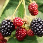 Moras o zarzamoras sin espinas