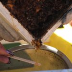 Miel australiana contra las superbacterias