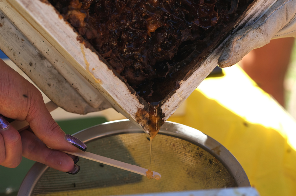 Miel australiana contra las superbacterias