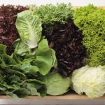 Todas las variedades de lechuga que existen en el mundo