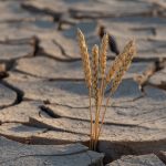 Cambio climático reduce la producción de alimentos