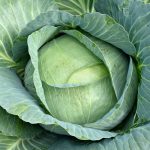 Precio del repollo en junio de 2025