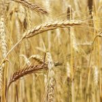 La alimentación provocó la evolución del ser humano