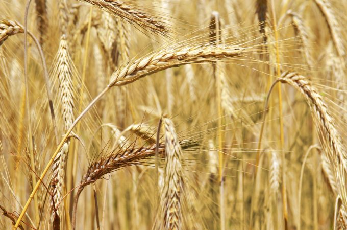 La alimentación provocó la evolución del ser humano