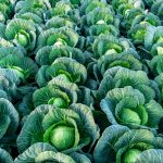 Precio del repollo en agosto