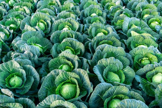 Precio del repollo en agosto