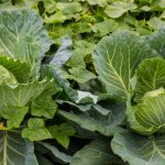 Precio del repollo en julio de 2025