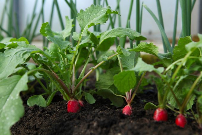 Alimentos vegetales contaminados con microplásticos y nanoplásticos