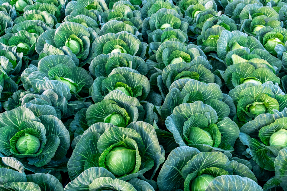 Precio del repollo en agosto