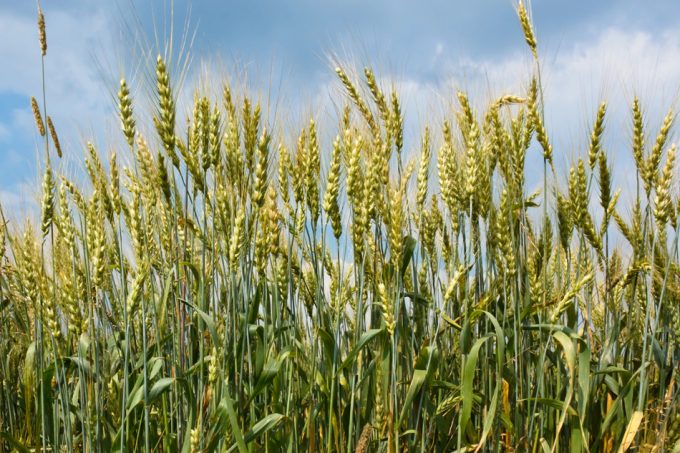 Mapa genético de la avena