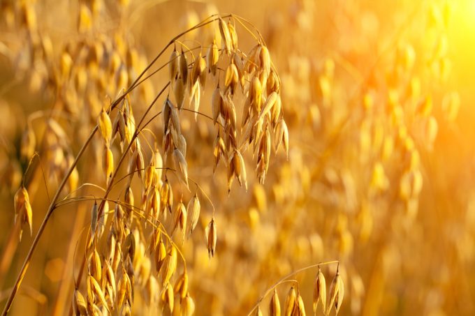 Descubierto el mapa genético de la avena