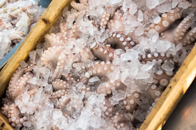 Pulpo congelado o fresco
