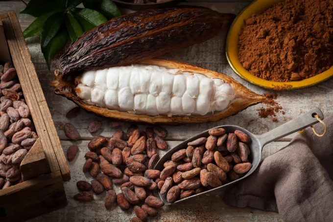Cacao de cultivo celular