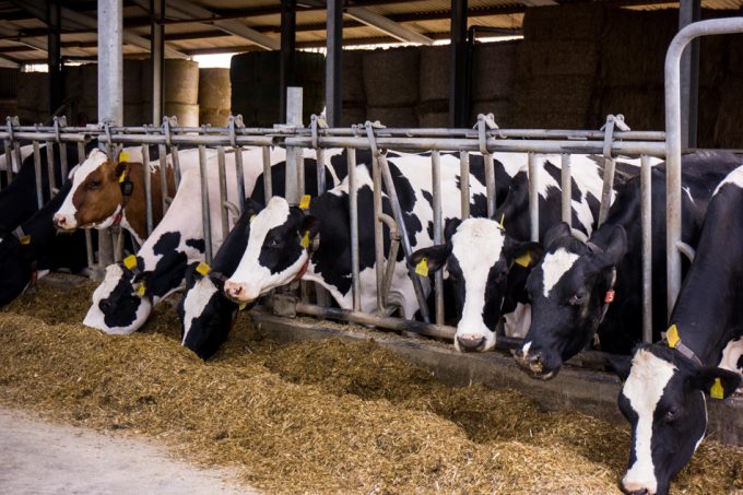 Microorganismos resistentes a los antibióticos en la leche