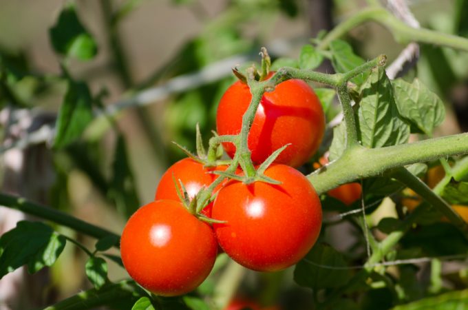 Mejorar los alimentos con la edición genética