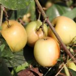 Importaciones de alimentos con pesticidas prohibidos en la UE