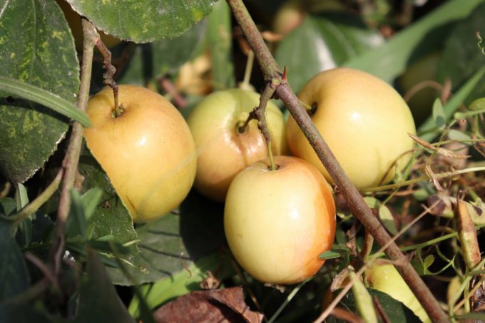 Importaciones de alimentos con pesticidas prohibidos en la UE