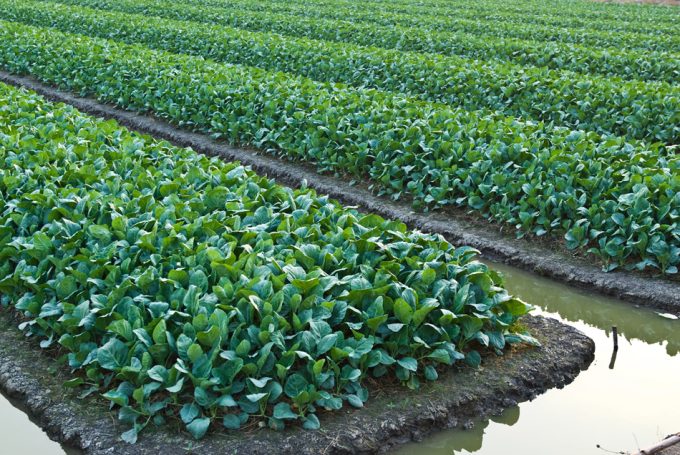 Uso de aguas residuales para cultivar alimentos