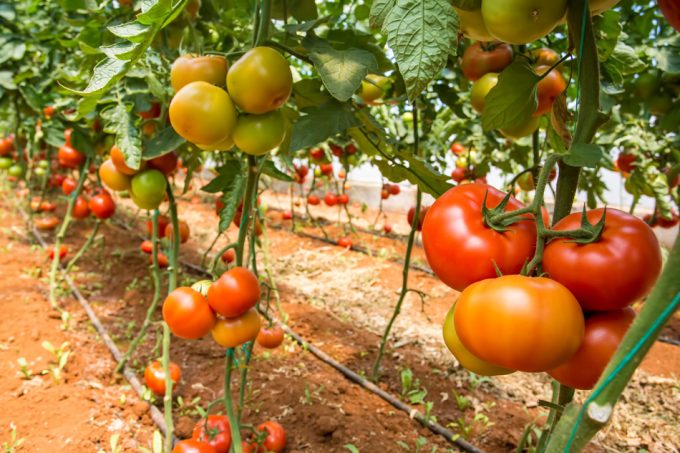Cultivar tomates con agua residuales