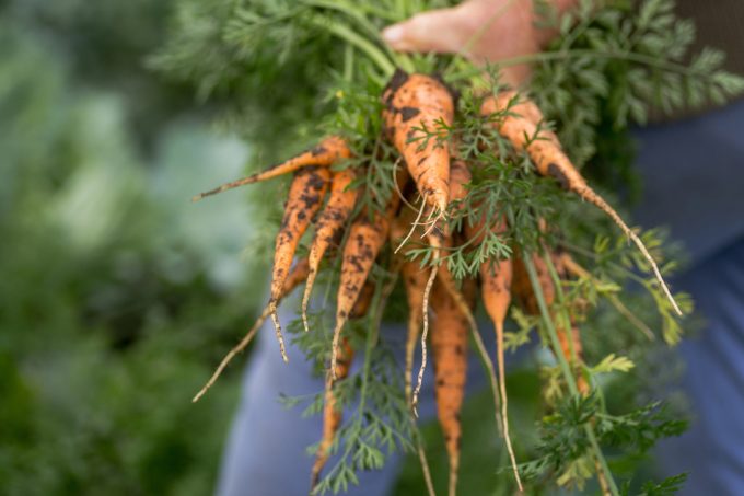 Cultivas zanahorias con aguas residuales